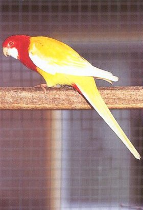rosela_pestra_mutacelutino.jpg