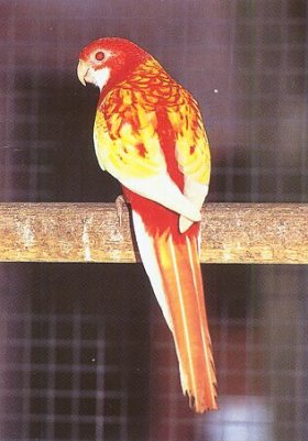 rosela_pestra_mutacerubin.jpg